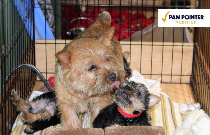 Coventry deals norwich terriers